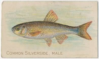 63 Common Silverside Male